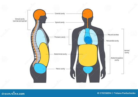 Body cavities poster stock vector. Illustration of body - 278258894