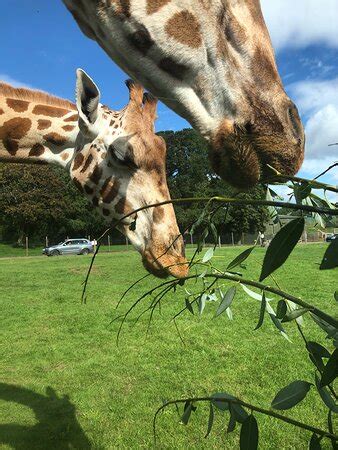 Woburn Safari Park - 2020 What to Know Before You Go (with Photos ...