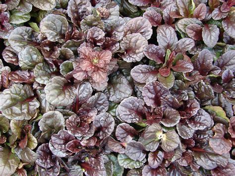 12 Ground Cover Plants for Shade
