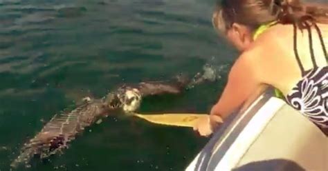 Video: This woman saved a drowning bird by offering her oar as a life-boat