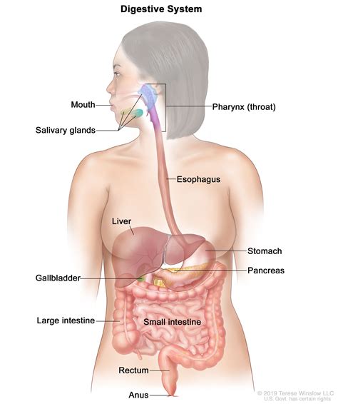 Process of Digestion in Human Beings - Class 10 - CBSE Class Notes Online - Classnotes123
