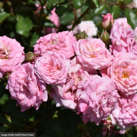 Drift® Rose - Sweet - #3 Container | Mahoney's Garden Center