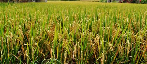 Ricepest