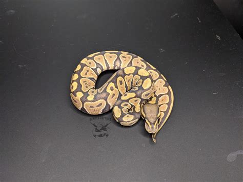 Image result for Hypo Ball Python