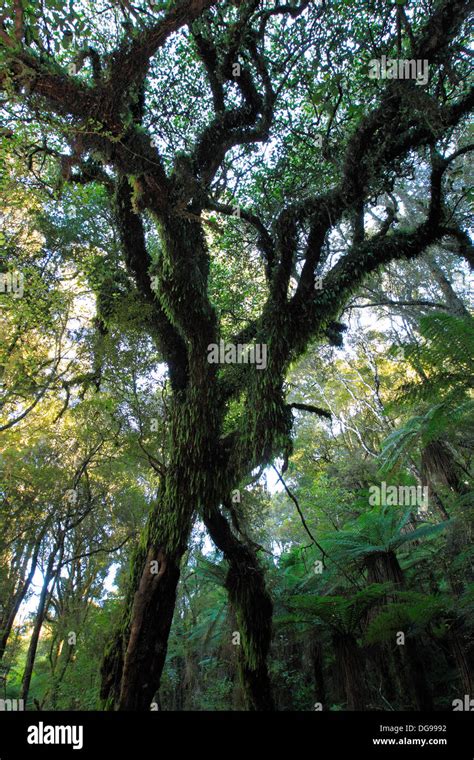 Image result for Tree Ent