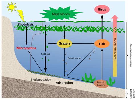 The Importance of Lake Sediments as a Pathway for Microcystin Dynamics ...