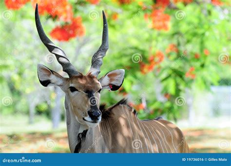 Lord Derby Eland stock photo. Image of lord, eland, animals - 19736016