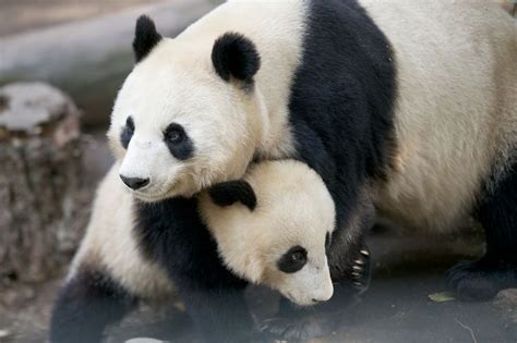 Image result for Panda Example in Python