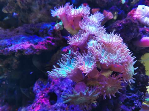 15 Amazing Underwater Plants and Corals - Ocean Info