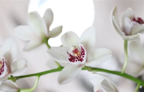 Wallpaper white, macro, orchids for mobile and desktop, section цветы ...