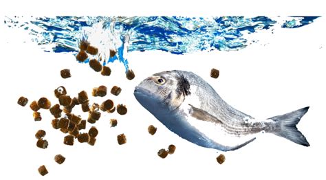 Department of Fisheries Uttarakhand