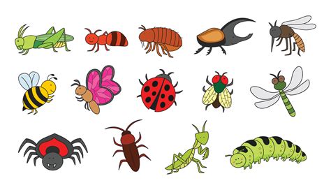 Image result for Insect Drawing