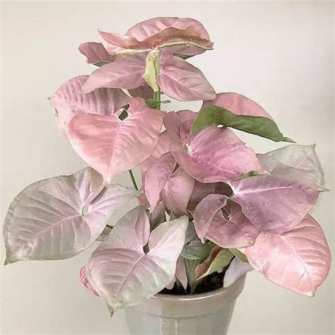 NEW DEBNATH NURSERY Good Luck Air Purifying Pink Syngonium Plant Indoor ...