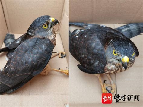 市民锻炼时捡到“怪鸟” 竟是国家保护动物池鹭_新闻中心_晋江新闻网