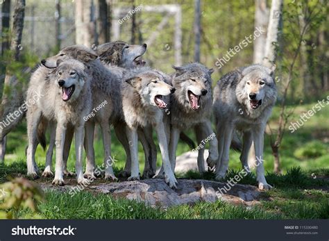 Image result for Coolest Wolves Howling