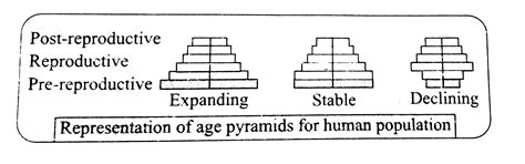 The age pyramid with broad base indicates
