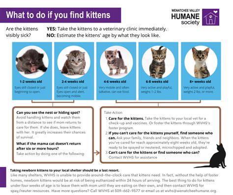 Found a Kitten — Wenatchee Valley Humane Society