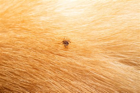 Identifying Fleas on Your Dog: A Quick Guide
