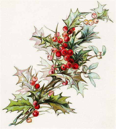 christmas flower illustration