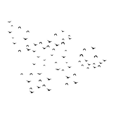 Beautiful Flying Birds, Flying Birds, Birds, Bird PNG and Vector with ...