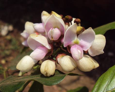 Organic Fresh Pongamia Flower – GreenDNA® India