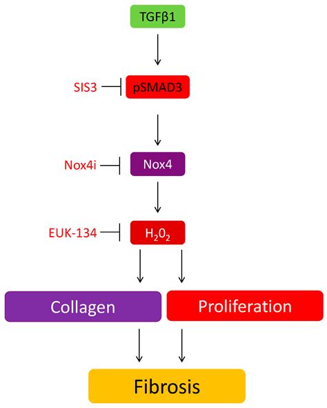 Nox4 Facilitates TGFβ1-Induced Fibrotic Response in Human Tenon’s ...