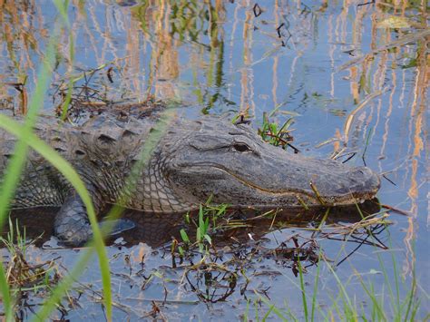Best Places to See Wildlife - Everglades National Park — Dirty Shoes ...