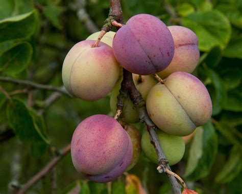 Plum Tree Types 的图像结果