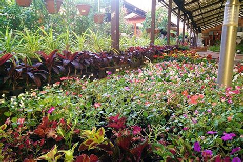 Discover Indo American Hybrid Seeds Garden Center Products, Reviews ...