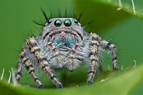 Image result for Spider Species Classification Using Machine Learning