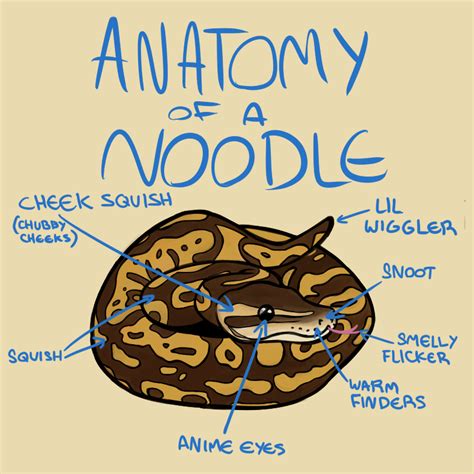 Image result for Anatomy of a Python