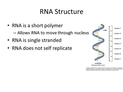 Guide RNA Function 的图像结果