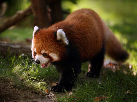 Download Animal Red Panda HD Wallpaper