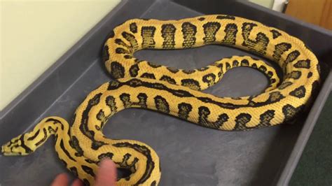 Jungle Jag Python 的图像结果