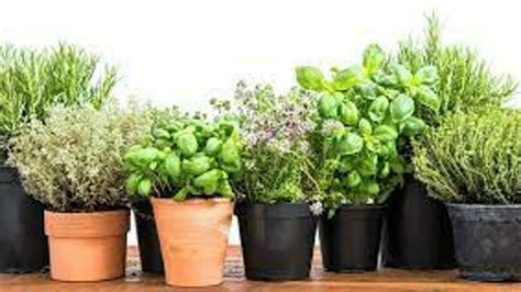 National Herb Day 2023: Date, History, Significance and Facts