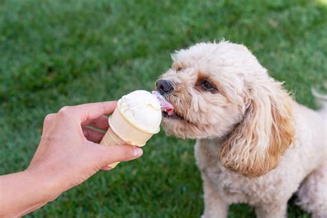 Can Dogs Eat Butter Pecan Ice Cream?