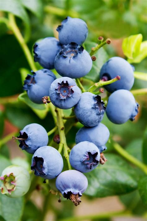 11 Best Blueberry Companion Plants & 8 To Avoid! | Boreal Bloom Homestead