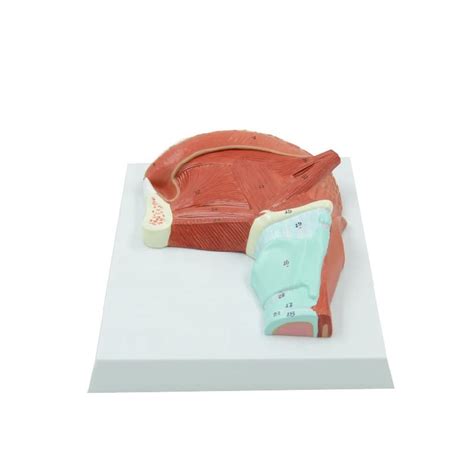 Human Muscles Of Tongue And Throat Model Numbered Anatomy Parts ...
