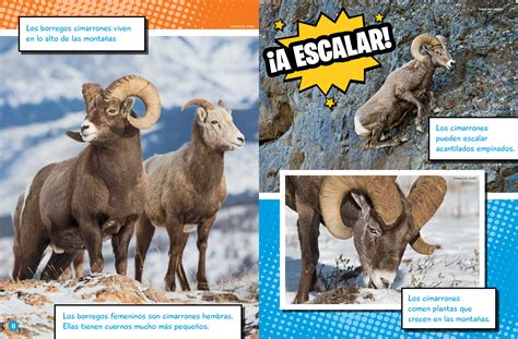 Borrego Cimarrón (Bighorn Sheep – Spanish Translation) - NWF | Ranger Rick