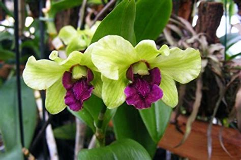 Babylon Blooms Dendrobium Emma Mutate Live Orchid Plant : Amazon.in ...