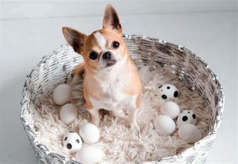 Can Dogs Eat Egg Shells? Learn 15 Exciting Facts About It