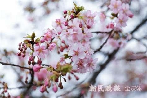 上海樱花节3月15日开幕，1200余亩樱花和各类周边等你来！赏樱攻略看这里_行业资讯__花木资讯_南北花木网