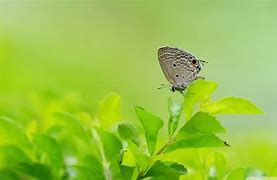 Image result for Bunny Looking Like a Butterfly