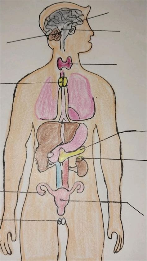 Image result for Endocrine System Drawing
