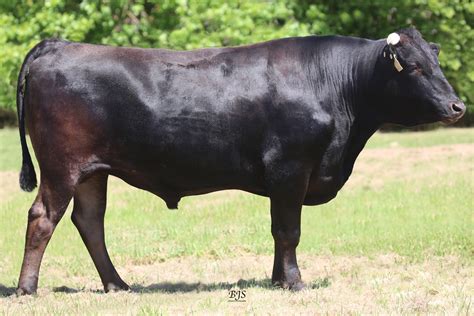 Wagyu Cattle