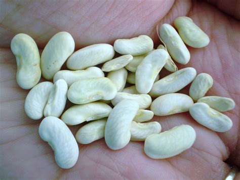 Bean Seed Types at Kaitlyn Corkill blog
