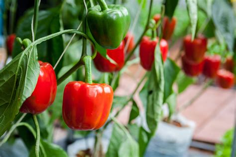 Bell Pepper Plant Care: How Do I Grow Peppers At Home | Gardening Know How