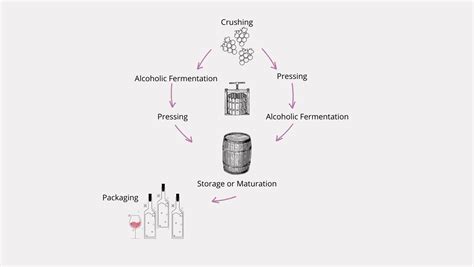Wine Making Process 的图像结果