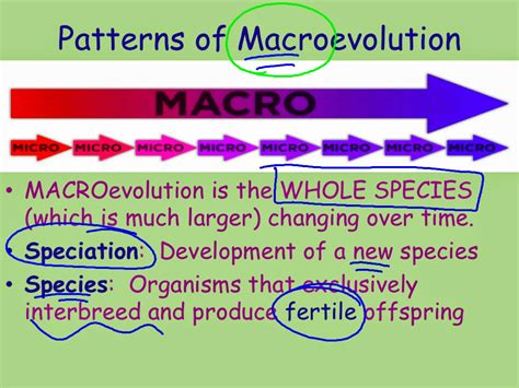 Image result for How Tmacroevolution
