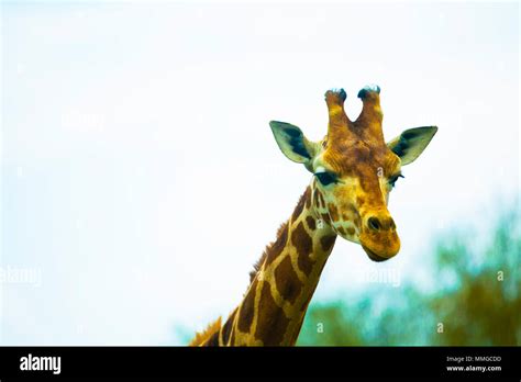 Nature Animals 的图像结果